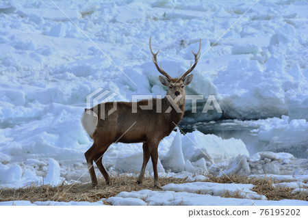 Drift ice and Ezoshika 76195202