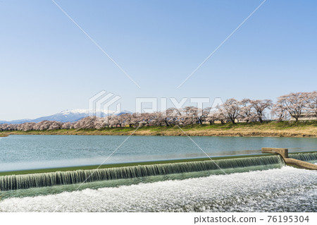 宮城縣宮城縣小河原町殘雪藏王和白石川岸一目千本櫻 Nagijin Weir 宮城縣宮城縣小河原町殘雪藏王和白石川岸一目千本櫻 Nagijin Weir 76195304