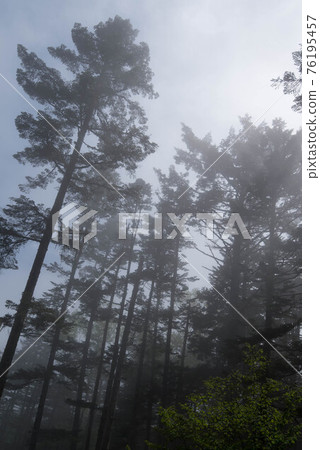 有霧的北阿爾卑斯山的古老森林 76195457