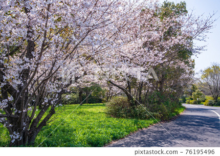 早春的綾湖、荒川水庫、櫻花盛開的岸邊、人行道和自行車道 76195496