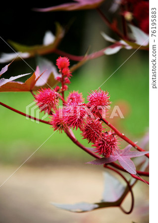 Castor beans Castor beans 76195883