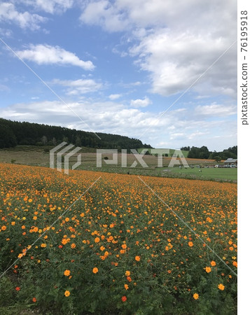 秋天的波斯菊 76195918