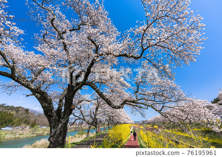 Blue sky and Hitome Senbonzakura, a man and a woman taking a walk, Shibata Town, Miyagi Prefecture 76195961