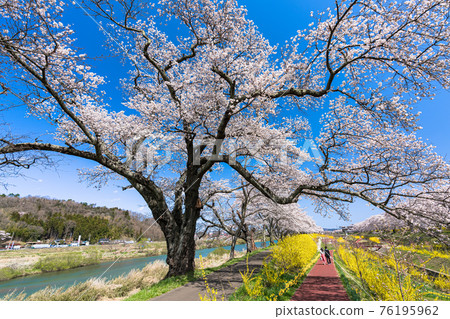 Blue sky and Hitome Senbonzakura, a man and a woman taking a walk, Shibata Town, Miyagi Prefecture 76195962