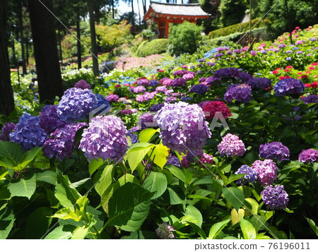 Hydrangea landscape of Uji Mimuroto Temple Hydrangea landscape of Uji Mimuroto Temple 76196011