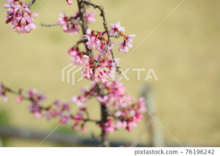 櫻花Yosano Akiko 櫻花Yosano Akiko 76196242