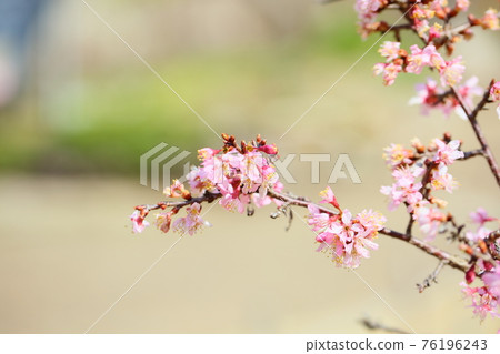 櫻花Yosano Akiko 櫻花Yosano Akiko 76196243