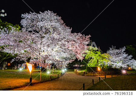 [香川縣高松市] 春天的栗林公園夜晚點亮的吉野櫻花 76196318