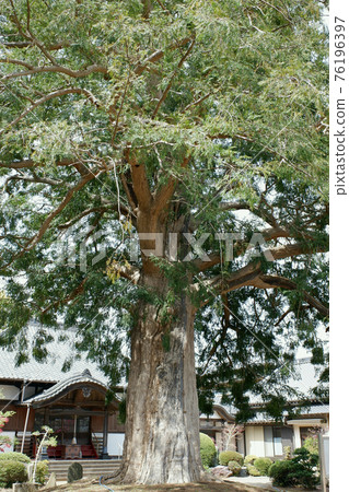 阿比子市桃源寺的柿子 76196397