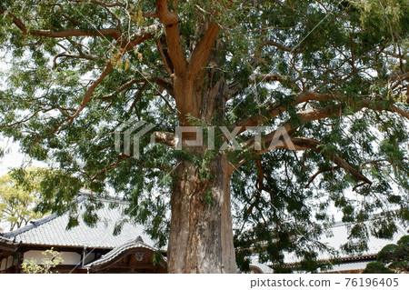 阿比子市桃源寺的柿子 阿比子市桃源寺的柿子 76196405