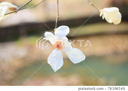 Kobushi花 Kobushi花 76196548