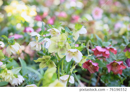 Christmas rose flowers 76196552