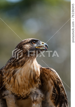 Buzzard bird of prey 76196945