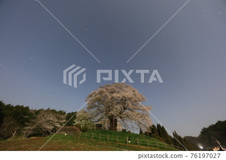 Daigo-Sakura 8007 76197027