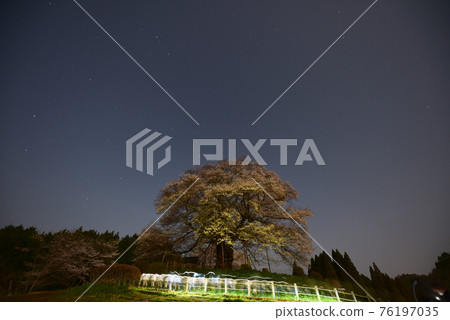 大悟櫻花 7215 76197035