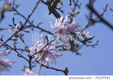 Magnolia stellata flower (up) 76197041