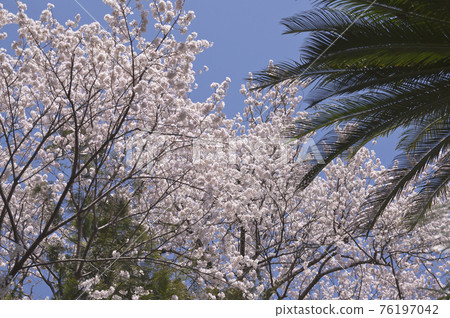 Sakura over cycad Sakura over cycad 76197042