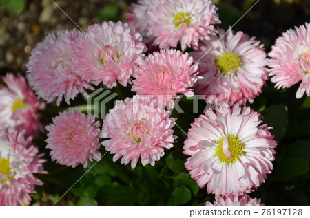 Tyrolean daisy 76197128