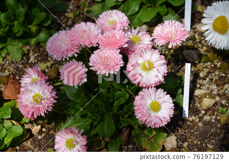提洛爾雛菊 提洛爾雛菊 76197129