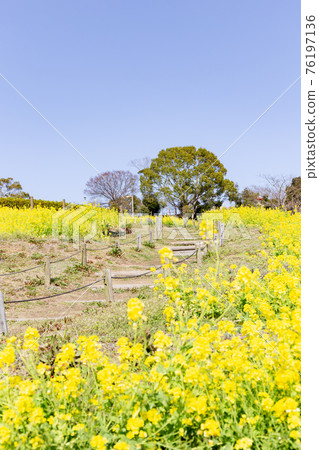 Rape blossoms at Kobe general athletic park Rape blossoms at Kobe general athletic park 76197136