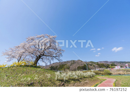 Blue Sky and Hitome Senbonzakura, Shibata Town, Miyagi Prefecture Blue Sky and Hitome Senbonzakura, Shibata Town, Miyagi Prefecture 76197252