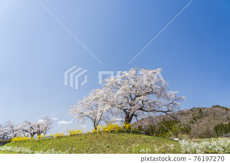 Blue Sky and Hitome Senbonzakura, Shibata Town, Miyagi Prefecture 76197270