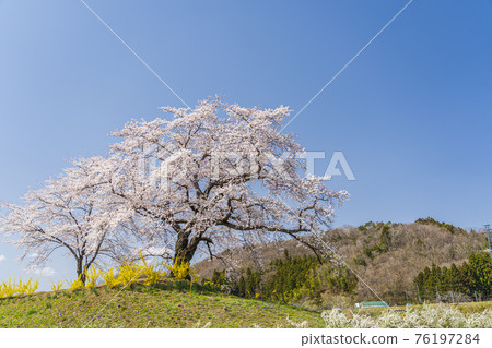 Blue Sky and Hitome Senbonzakura, Shibata Town, Miyagi Prefecture Blue Sky and Hitome Senbonzakura, Shibata Town, Miyagi Prefecture 76197284
