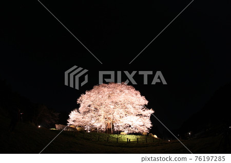 Daigo-Sakura 7786 Daigo-Sakura 7786 76197285