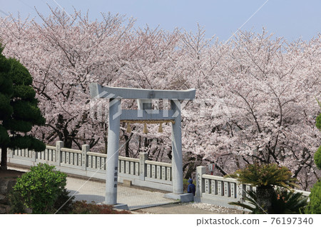 Sakura in Asahiyama Forest Park seen from Ise Asahiyama Hongu 76197340