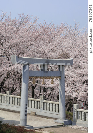 從伊勢旭山本宮看旭山森林公園的櫻花 照片素材 圖片 圖庫