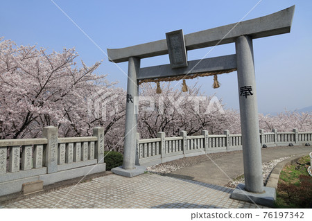 從伊勢旭山本宮看旭山森林公園的櫻花 從伊勢旭山本宮看旭山森林公園的櫻花 76197342