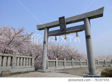 從伊勢旭山本宮看旭山森林公園的櫻花 照片素材 圖片 圖庫