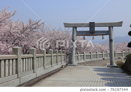 Sakura in Asahiyama Forest Park seen from Ise Asahiyama Hongu 76197344
