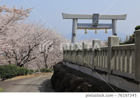 從伊勢旭山本宮看旭山森林公園的櫻花 76197345