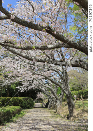香川軒泡菜公園的櫻花 76197346
