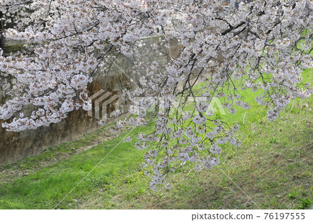 Cherry blossoms in full bloom Yoshino cherry tree Cherry blossoms in full bloom Yoshino cherry tree 76197555