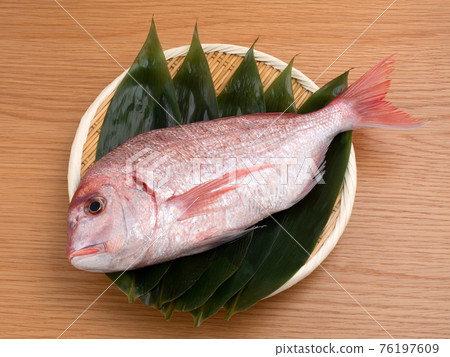 千代準備做飯 76197609