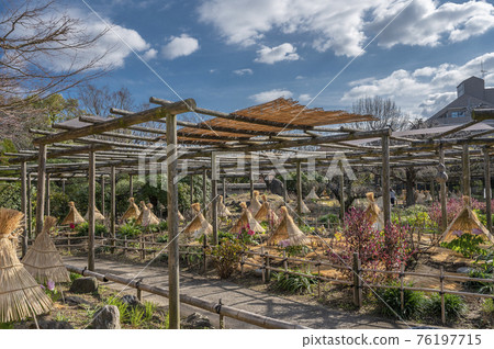 Hakozaki Shrine Peony Garden 76197715