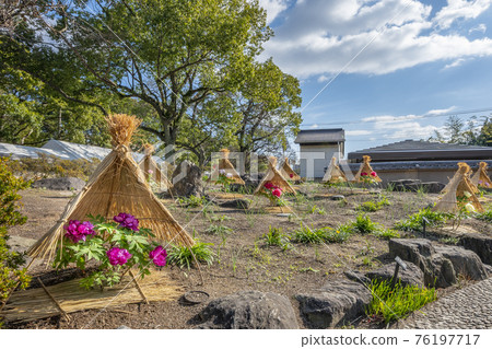 箱崎神社牡丹園 76197717
