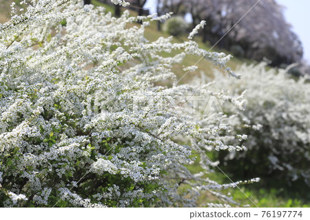 Spring Tone Canal, Nagareyama City, Chiba Prefecture 76197774