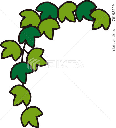 觀賞植物常春藤圖 觀賞植物常春藤圖 76198339