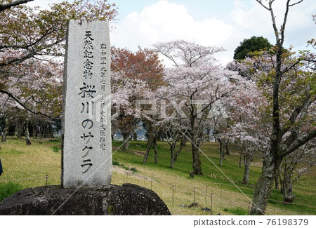 國家天然紀念物茨城縣櫻川市磯部櫻川公園櫻花盛開的景色 國家天然紀念物茨城縣櫻川市磯部櫻川公園櫻花盛開的景色 76198379