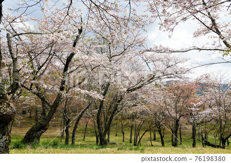 國家天然紀念物茨城縣櫻川市磯部櫻川公園櫻花盛開的景色 國家天然紀念物茨城縣櫻川市磯部櫻川公園櫻花盛開的景色 76198380