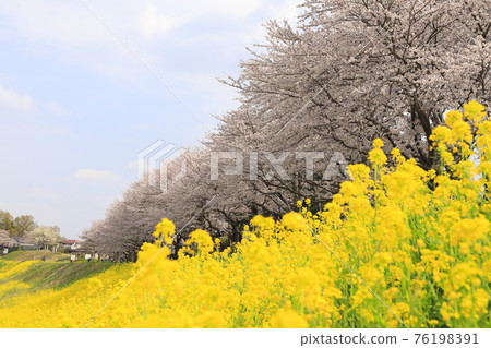 Spring Tone Canal, cherry blossoms and rape blossoms in full bloom, Nagareyama City, Chiba Prefecture Spring Tone Canal, cherry blossoms and rape blossoms in full bloom, Nagareyama City, Chiba Prefecture 76198391