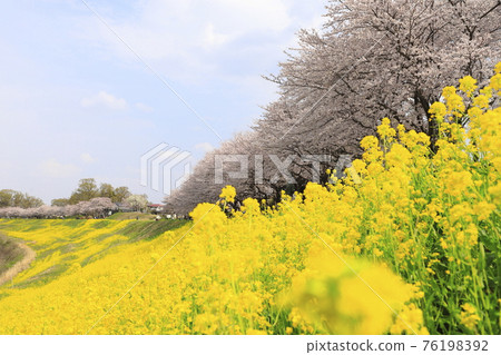 千葉縣流山市春之運河、盛開的櫻花和油菜花 千葉縣流山市春之運河、盛開的櫻花和油菜花 76198392