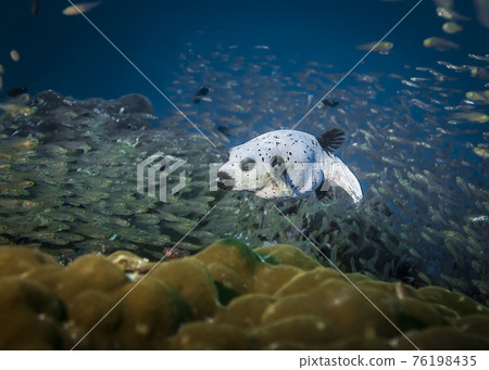 Masked Puffer Fish slowly floating in a flock of bustling small fish in the Indian ocean 76198435