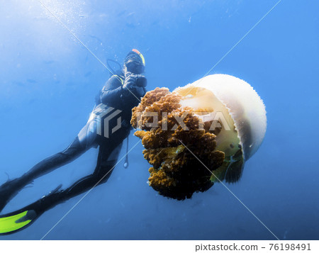 The driver taking pictures of big jellyfish in the Indian ocean in Thailand 76198491