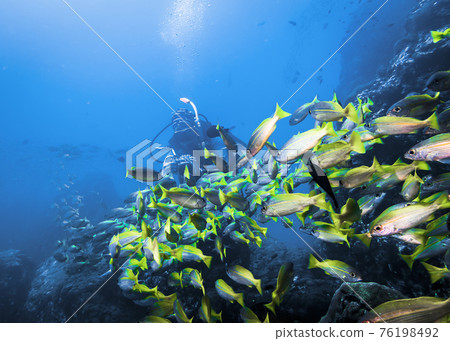 Photographer girl photographing a flock of Bigeye Snapper Fish at close range in the Indian ocean Photographer girl photographing a flock of Bigeye Snapper Fish at close range in the Indian ocean 76198492