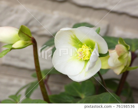 White flower pira Christmas rose 76198536