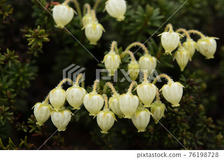 北阿爾卑斯山的金黃色葡萄球菌 76198728